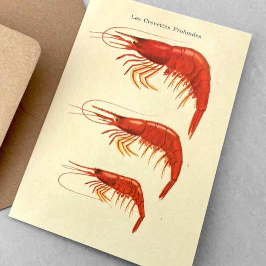 greetings card with image of three crevettes on dark ivory backdrop by The Pattern Book