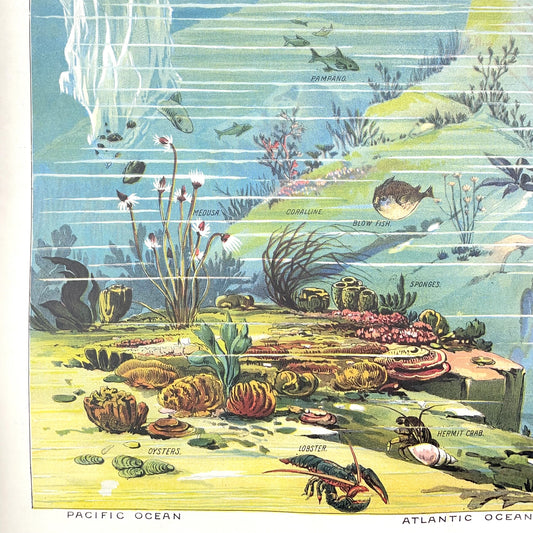 Poster Wrap by The Pattern Book.  This wrapping paper is an image of underwater life in the oceans of the world.  From the ocean floor to the sea level and above.