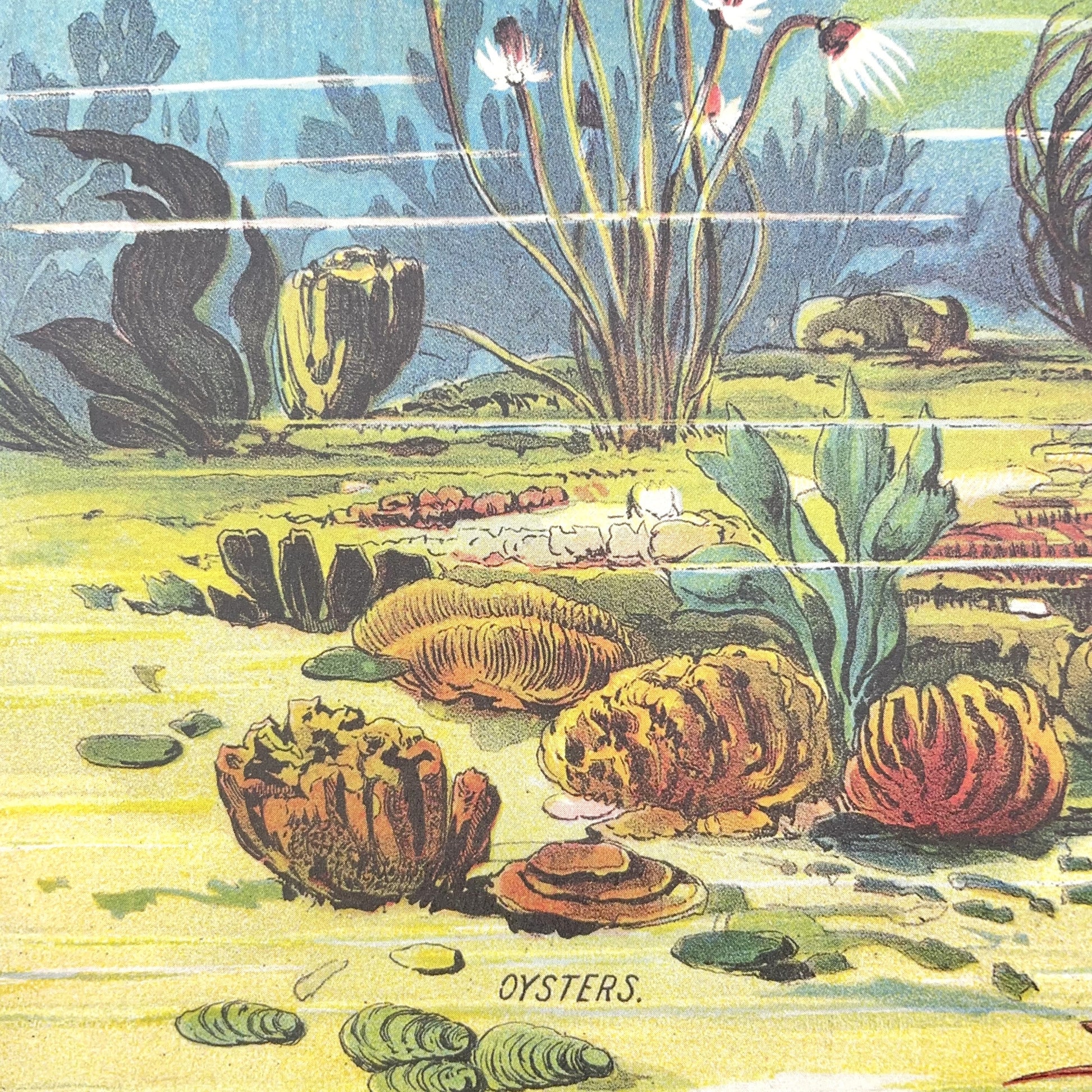 Poster Wrap by The Pattern Book. This wrapping paper is an image of underwater life in the oceans of the world. From the ocean floor to the sea level and above. Detail shot of ocean floor with oysters