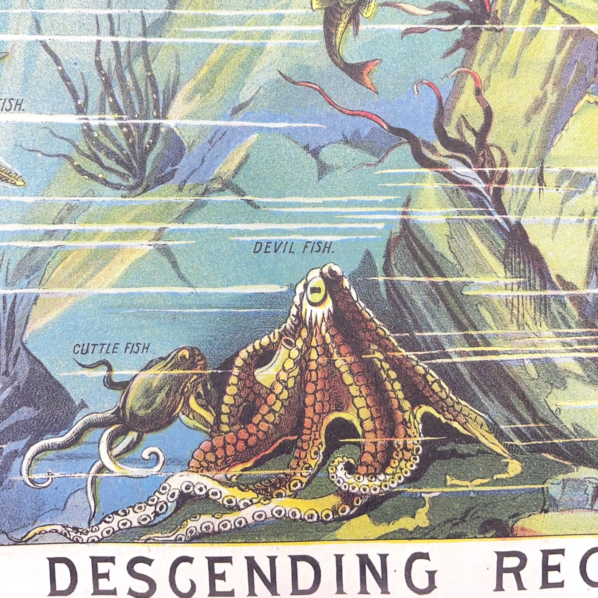 Poster Wrap by The Pattern Book. This wrapping paper is an image of underwater life in the oceans of the world. From the ocean floor to the sea level and above. Detail shot of the ocean floor with a devil fish and cuttle fish