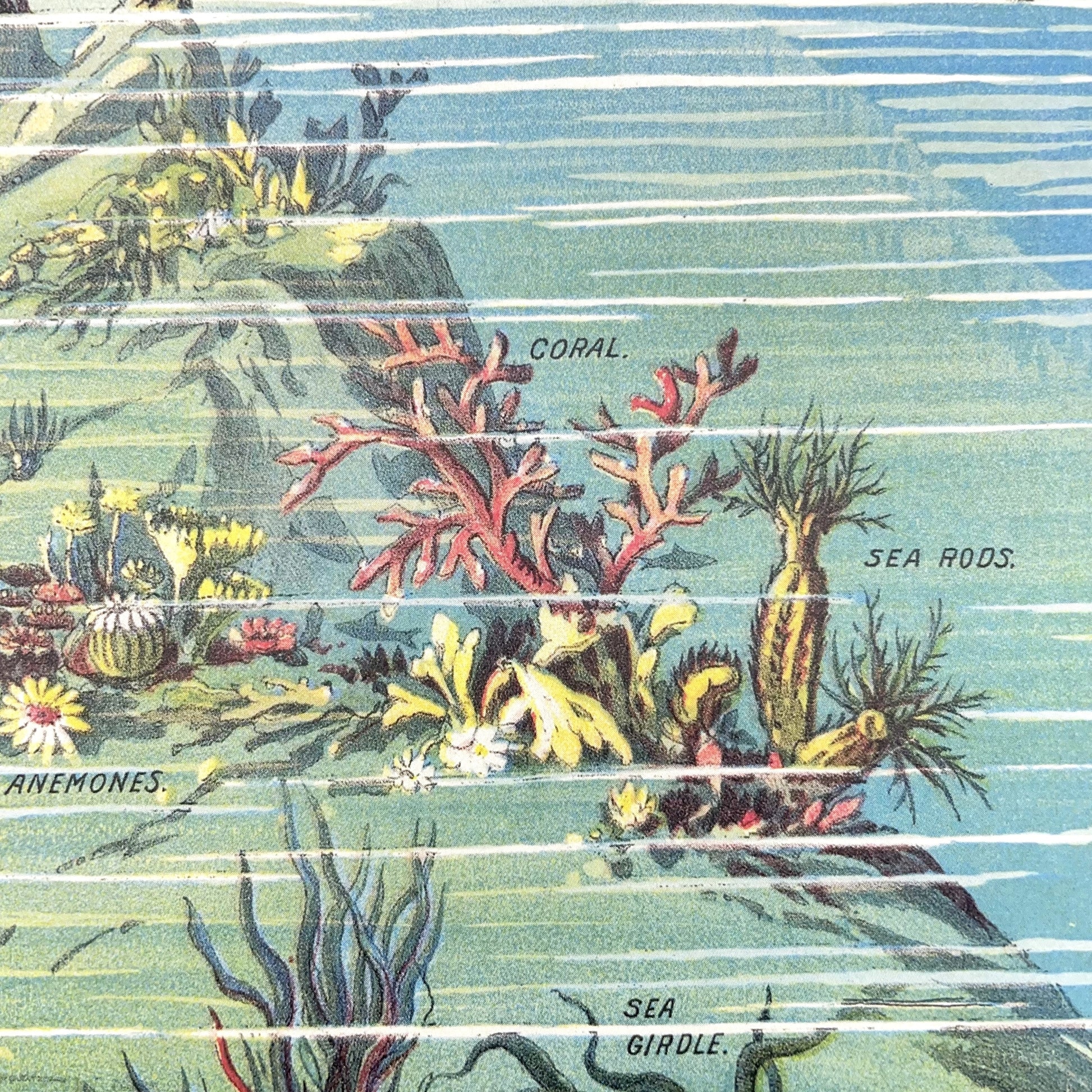 Poster Wrap by The Pattern Book. This wrapping paper is an image of underwater life in the oceans of the world. From the ocean floor to the sea level and above. Detail shot of coral reef