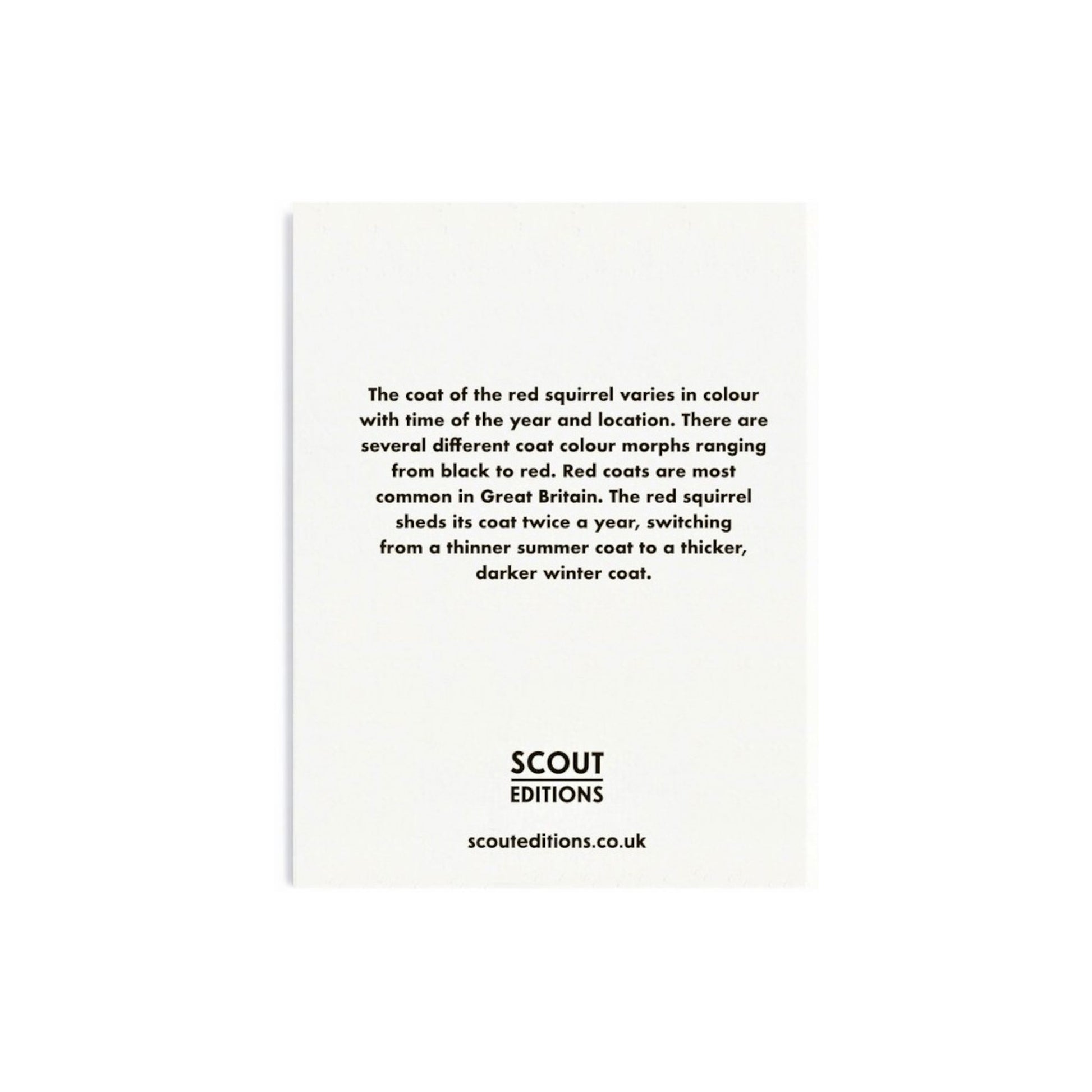 Mini greetings card with an image of an orange squirrel eating an acorn. By Scout Editions.  Reverse of card