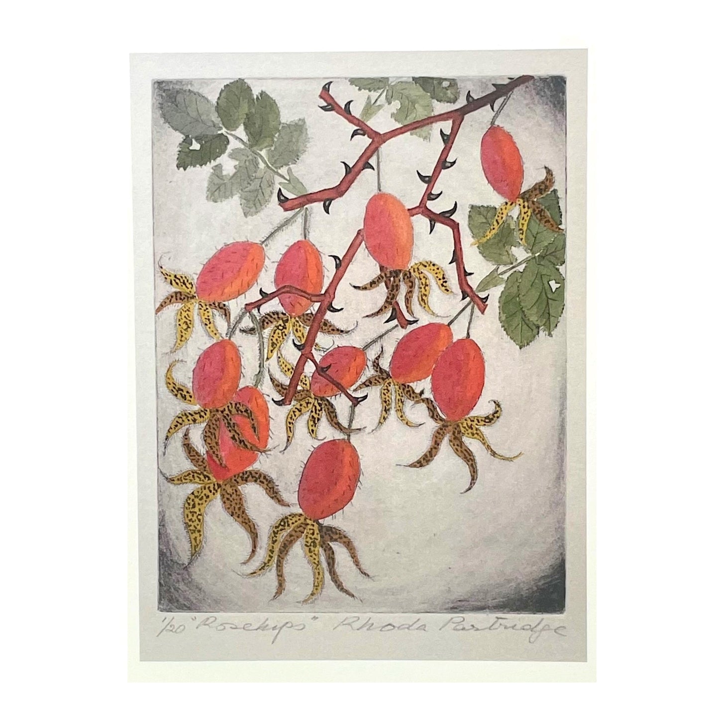 greetings card showing a drawing of red rose hips by John Austin Publishing