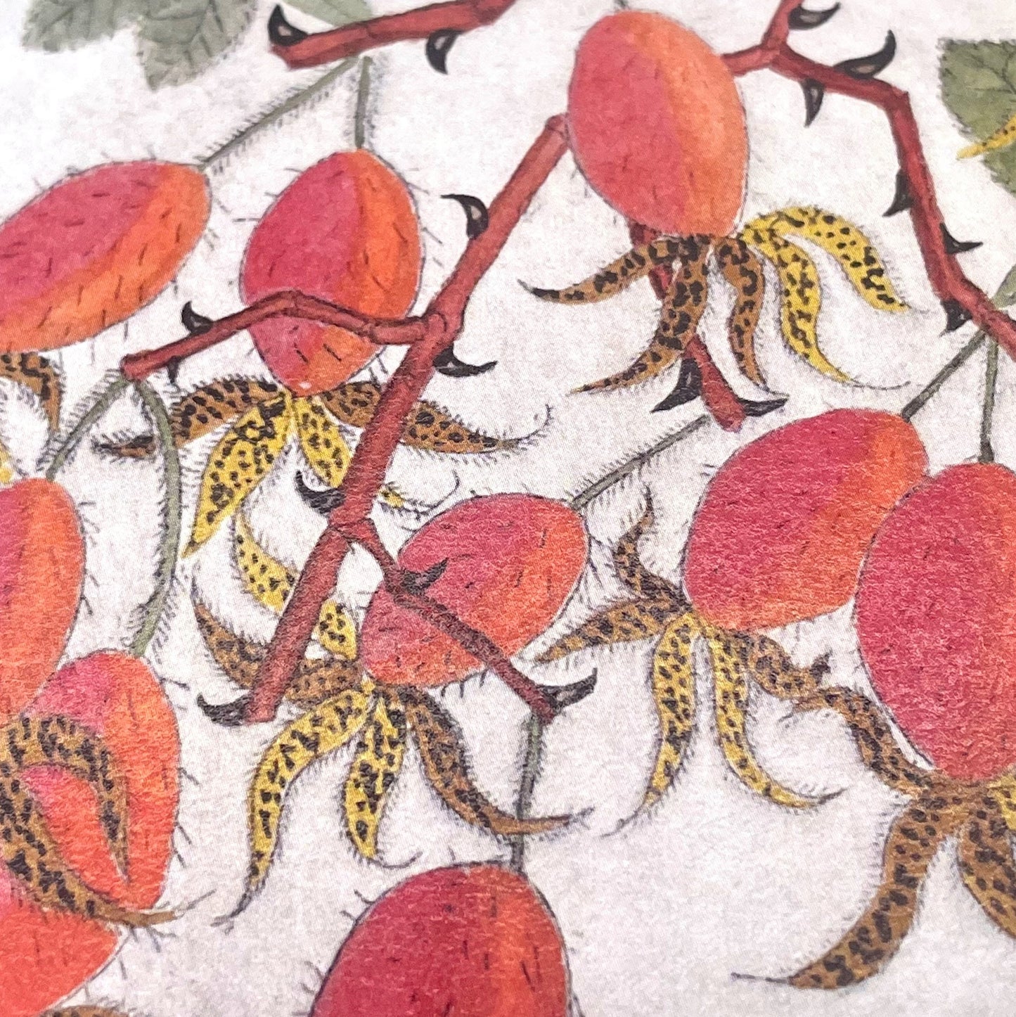 greetings card showing a drawing of red rose hips, close-up of the hips