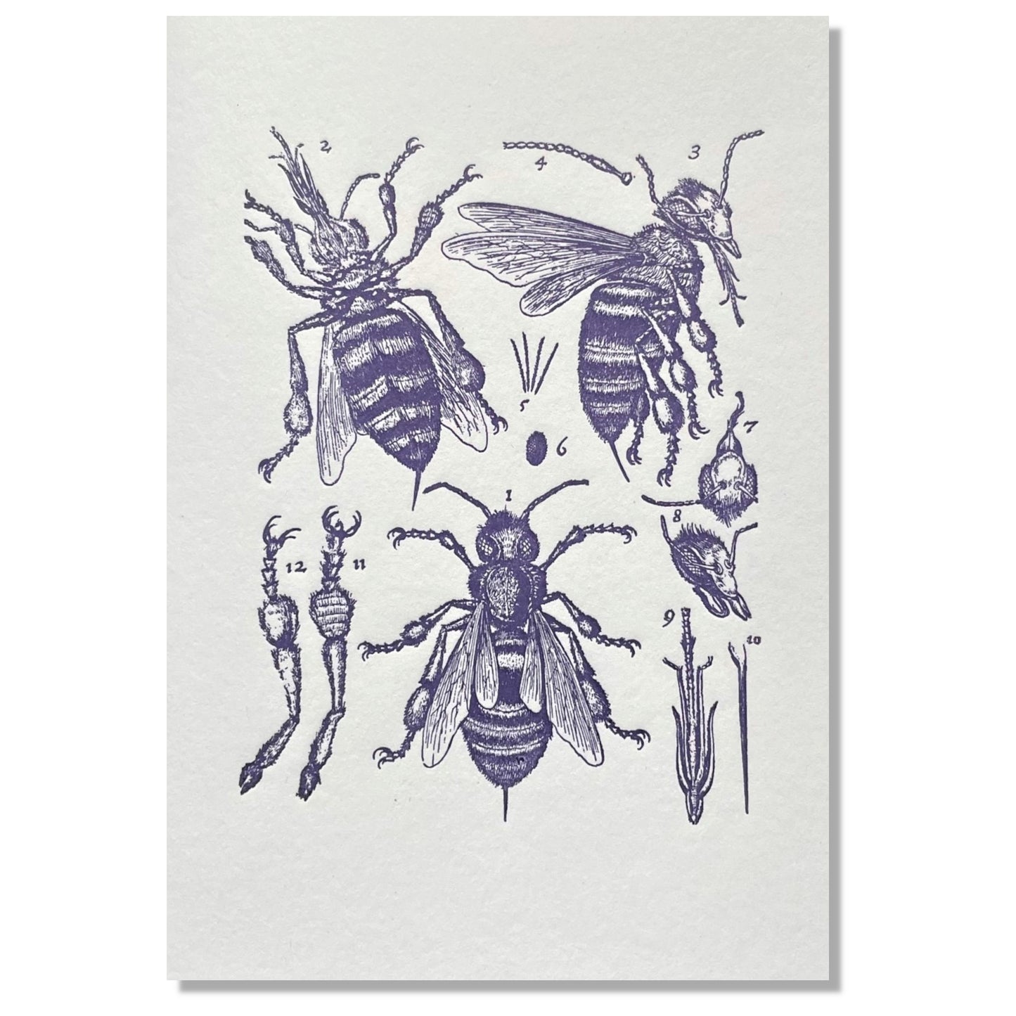 letterpress greetings card of a drawing of the anatomy of a bee, dark blue ink on white by the Passenger Press