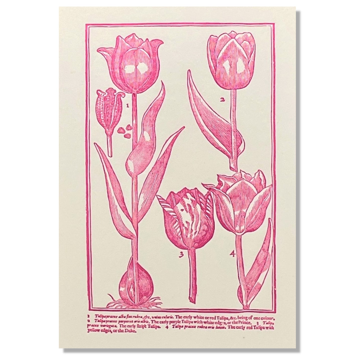 letterpress greetings card of a drawing of different tulips, pink ink on white by Passenger Press