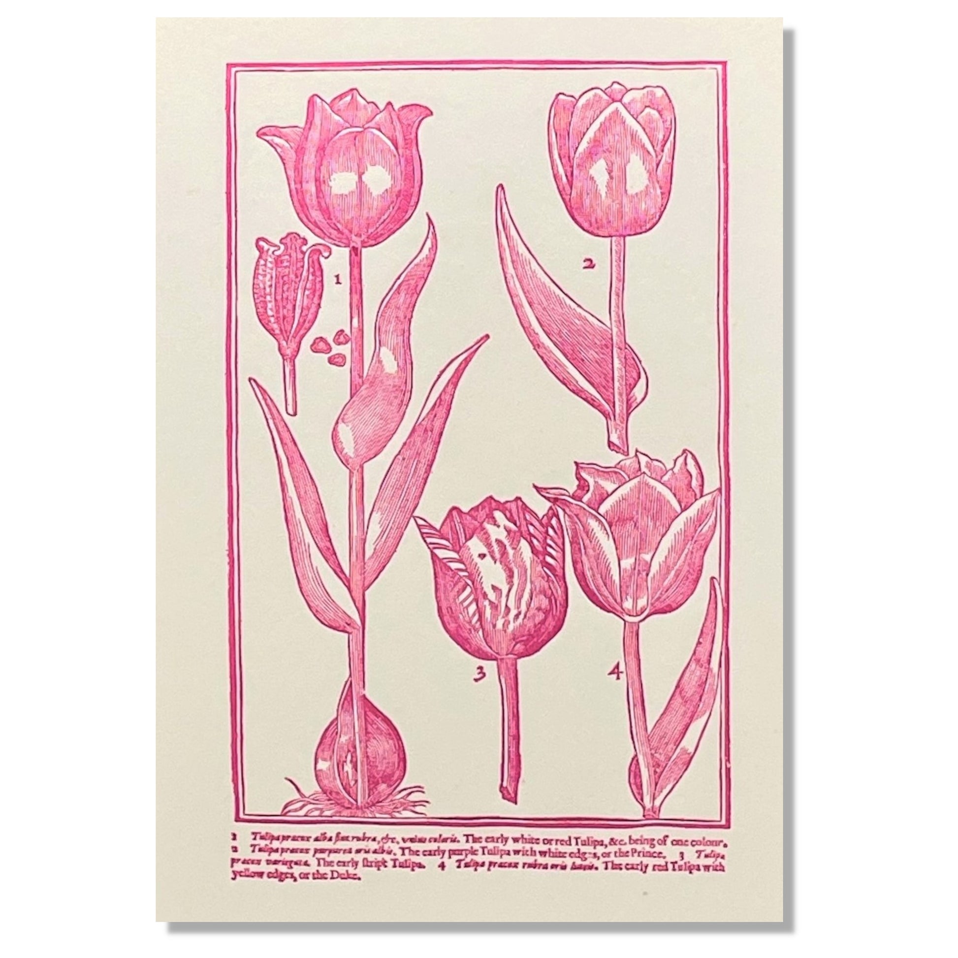 letterpress greetings card of a drawing of different tulips, pink ink on white by Passenger Press