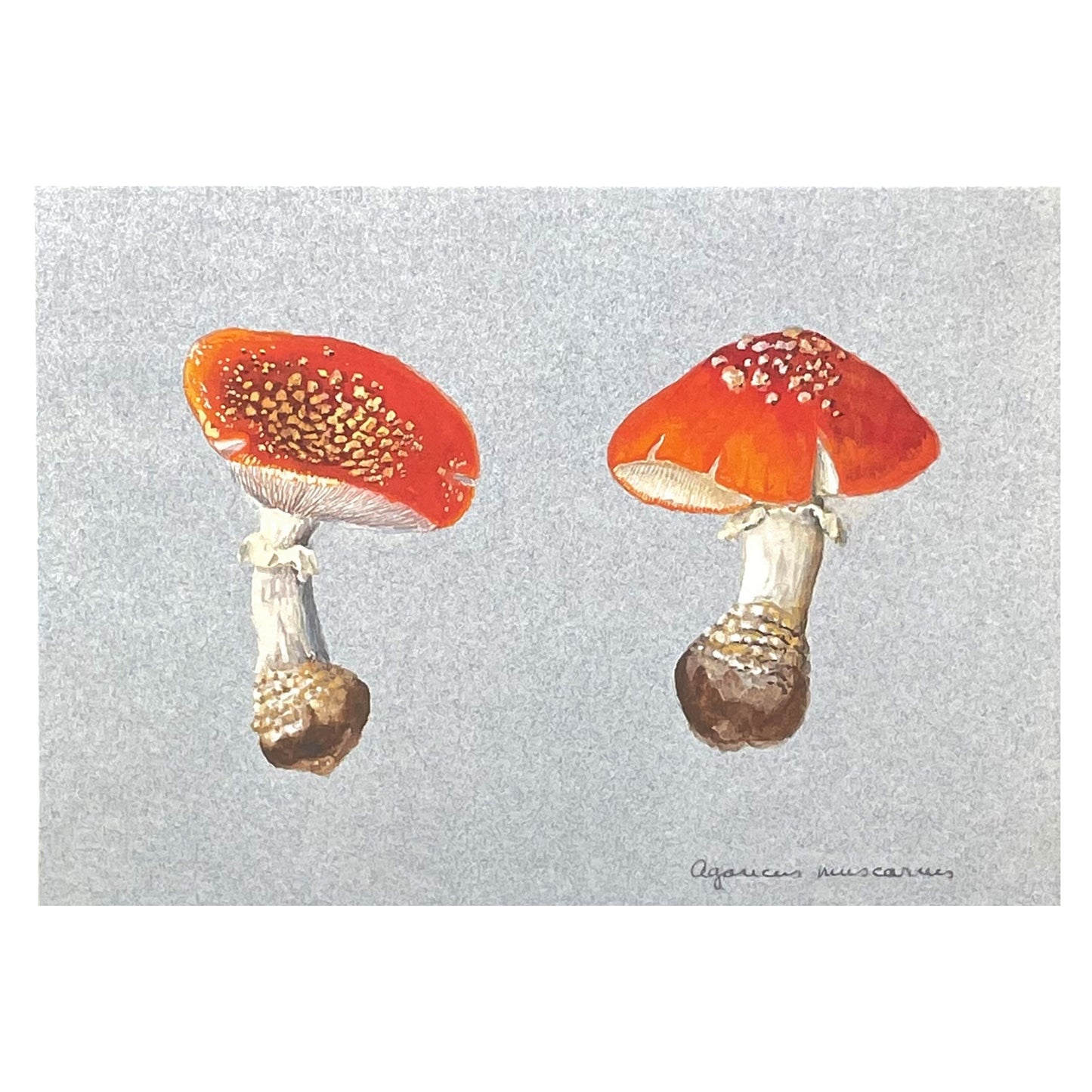 greetings card with image of two fly agaric toadstools, soft blue backdrop