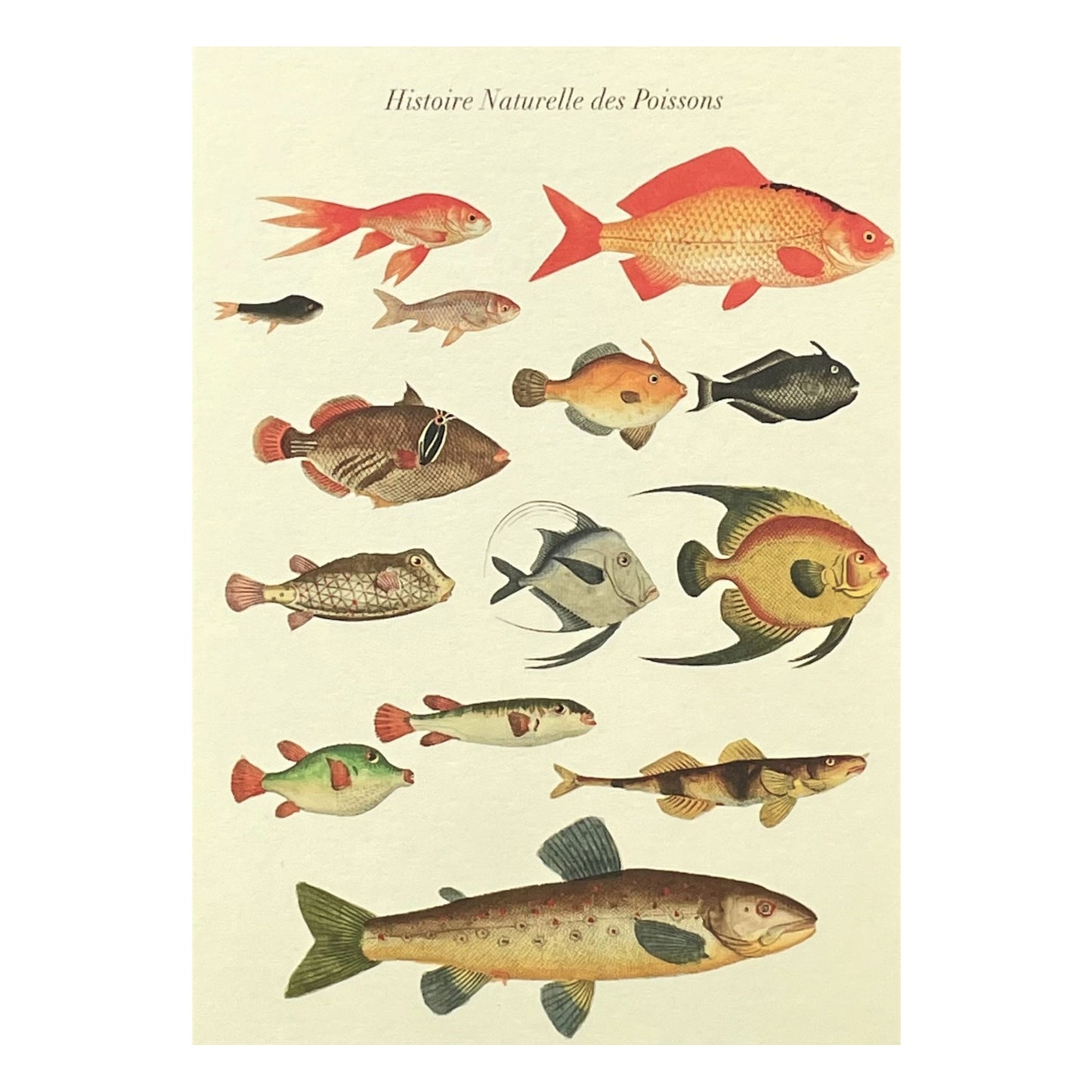 greetings card with drawings of different types of fish by The Pattern Book