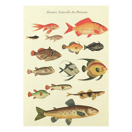 greetings card with drawings of different types of fish by The Pattern Book