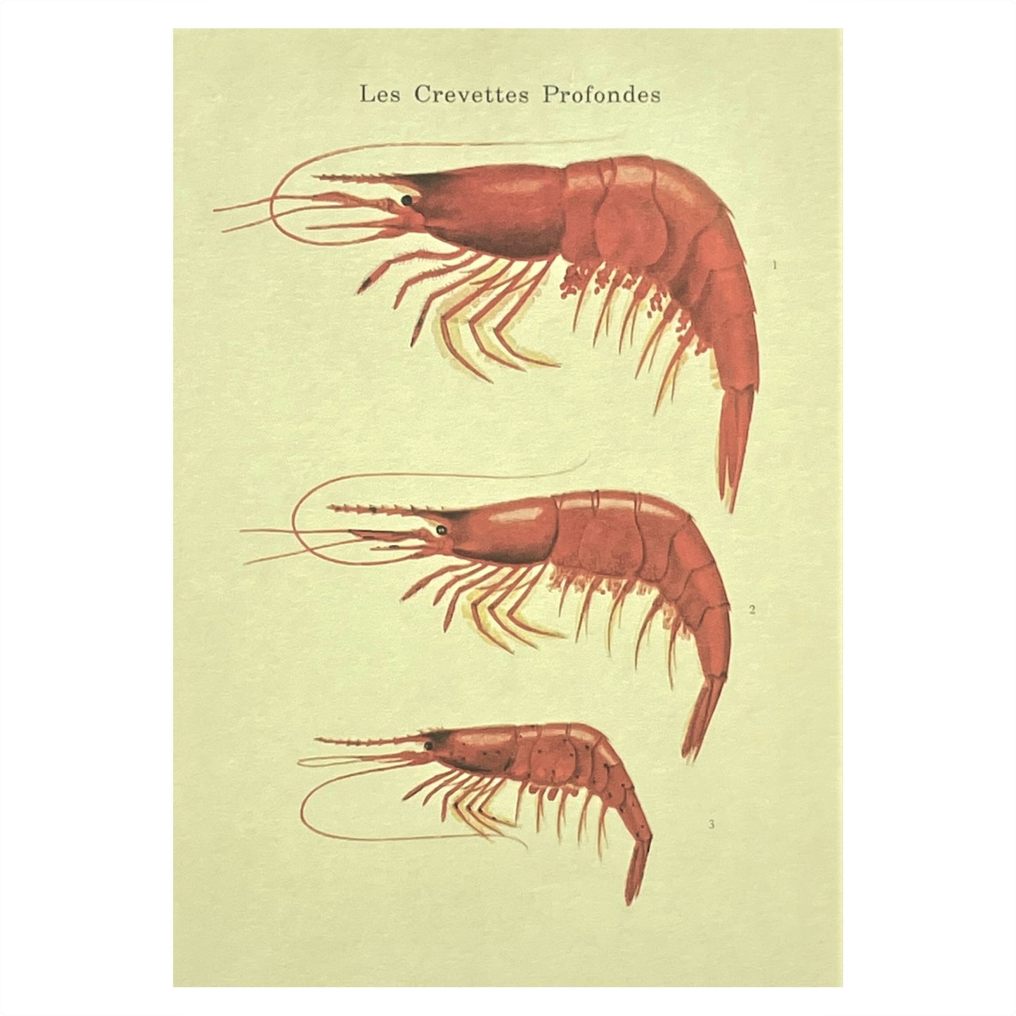 greetings card with image of three crevettes on dark ivory backdrop by The Pattern Book