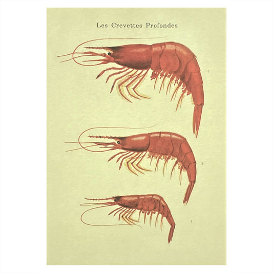 greetings card with image of three crevettes on dark ivory backdrop by The Pattern Book
