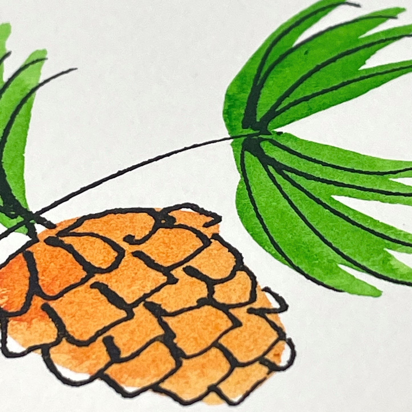 hand-painted greetings card of some pine cones, close-up