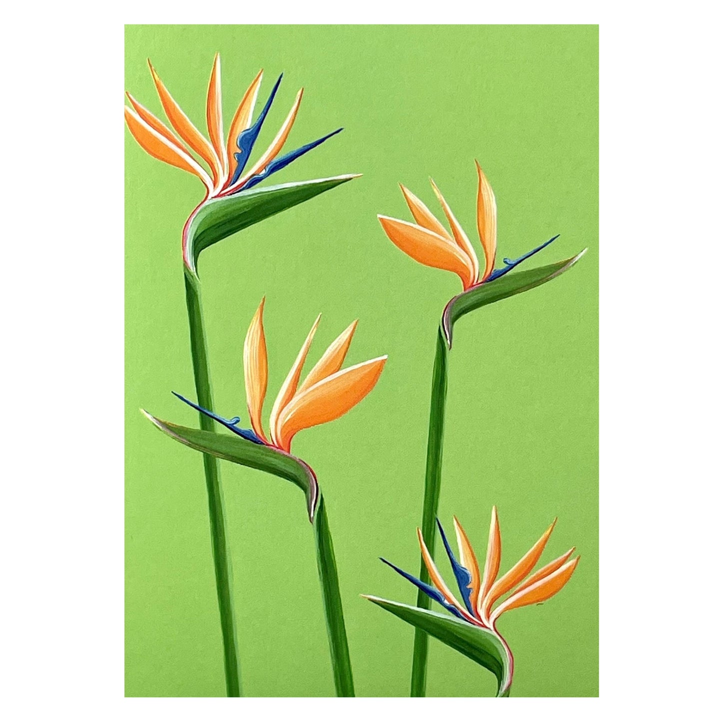 greetings card with botanical drawing of four yellow bird of paradise flowers with a bright green backdrop by Stengun drawings