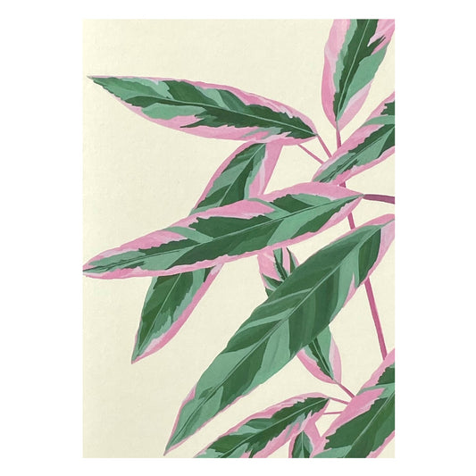 greetings card with botanical drawing of a green and pink calathea triostar plant with ivory backdrop by Stengun Drawings