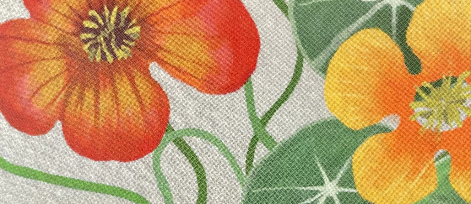 close up of a greetings card of a drawing of nasturtiums by Susie Hamilton