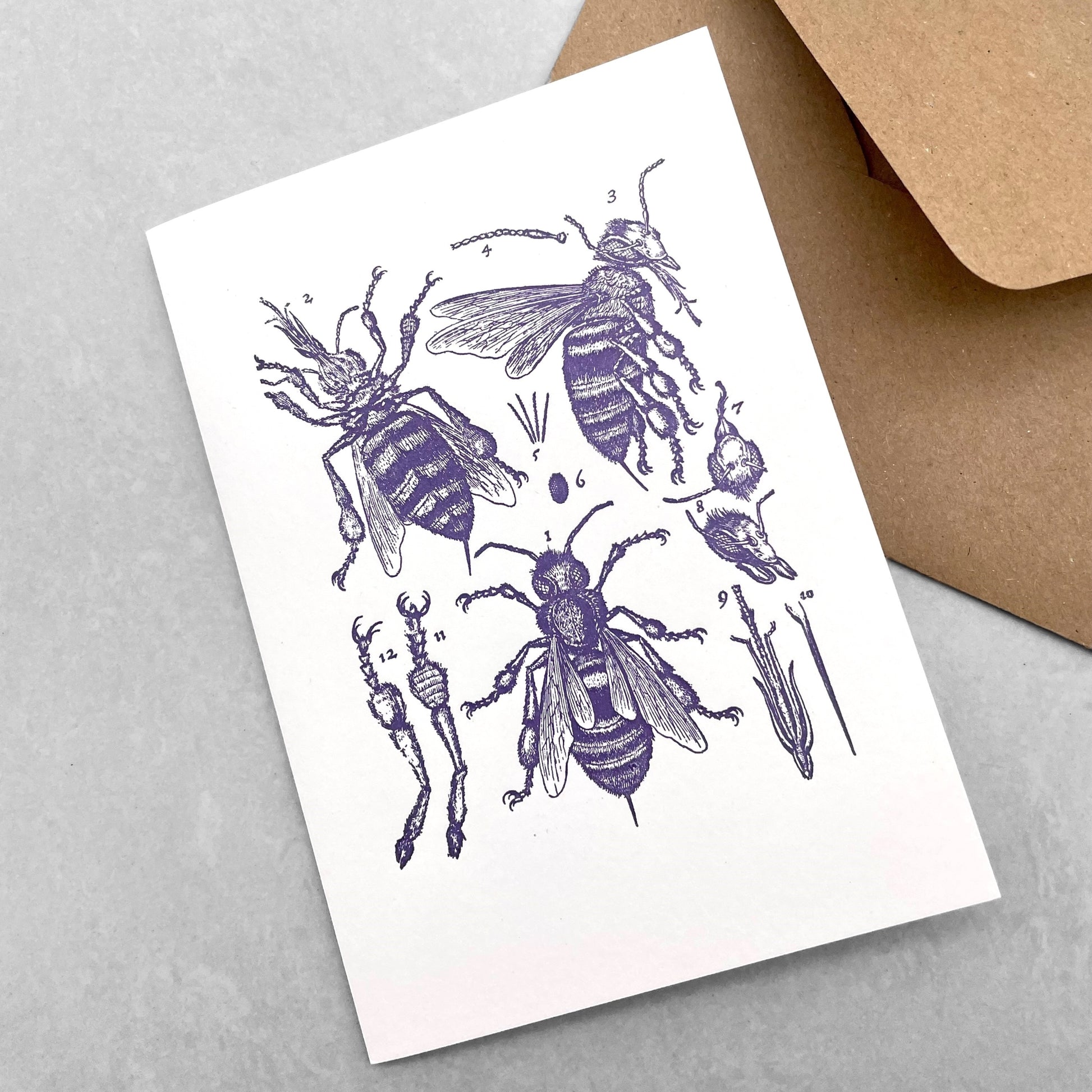 letterpress greetings card of a drawing of the anatomy of a bee, dark blue ink on white by the Passenger Press