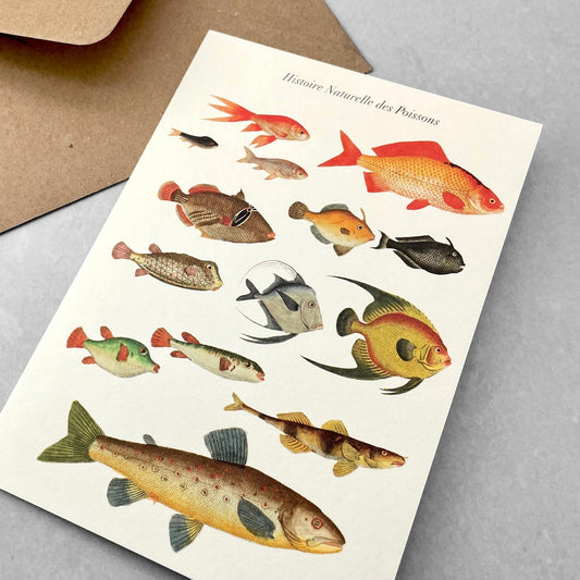 greetings card with drawings of different types of fish by The Pattern Book