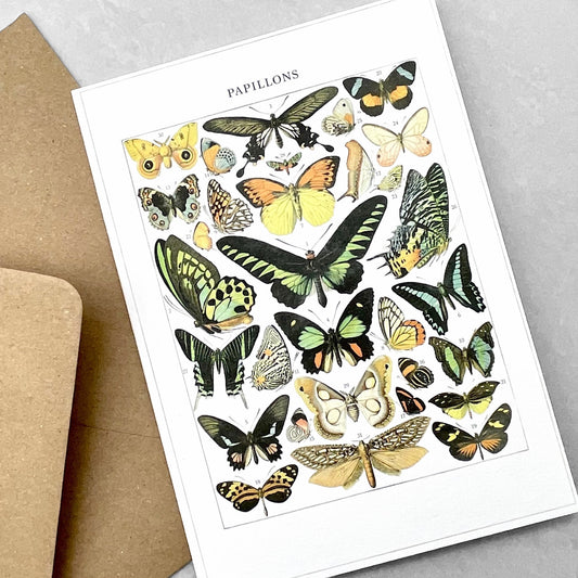 greetings card with drawing of many species of colourful butterflies by the Pattern Book