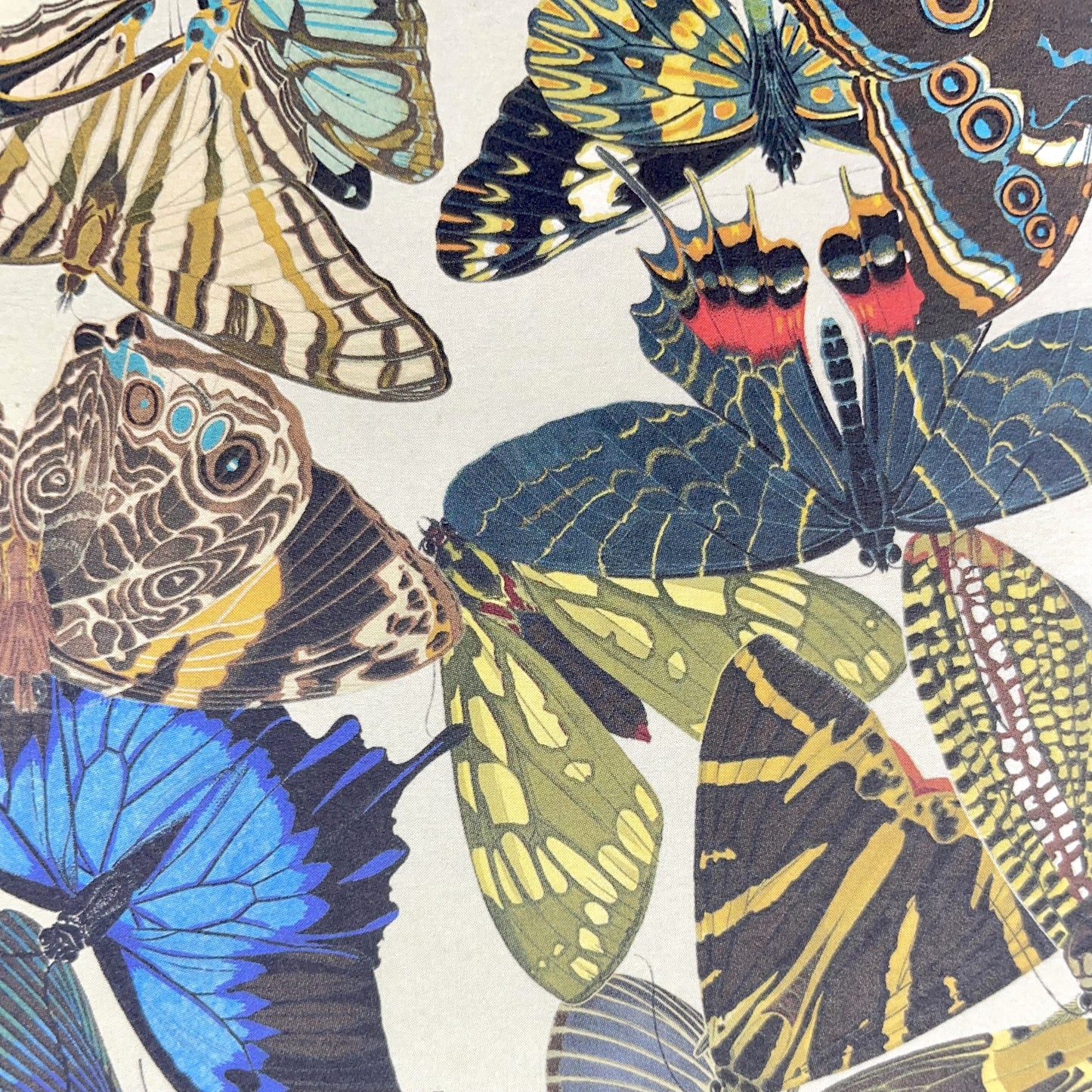 Poster wrap by The Pattern Book. This wrapping paper has an all-over butterfly design. Detailed illustrations of a wide variety of colourful butterflies, close up 