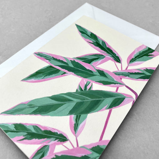 greetings card with botanical drawing of a green and pink calathea triostar plant with ivory backdrop by Stengun Drawings