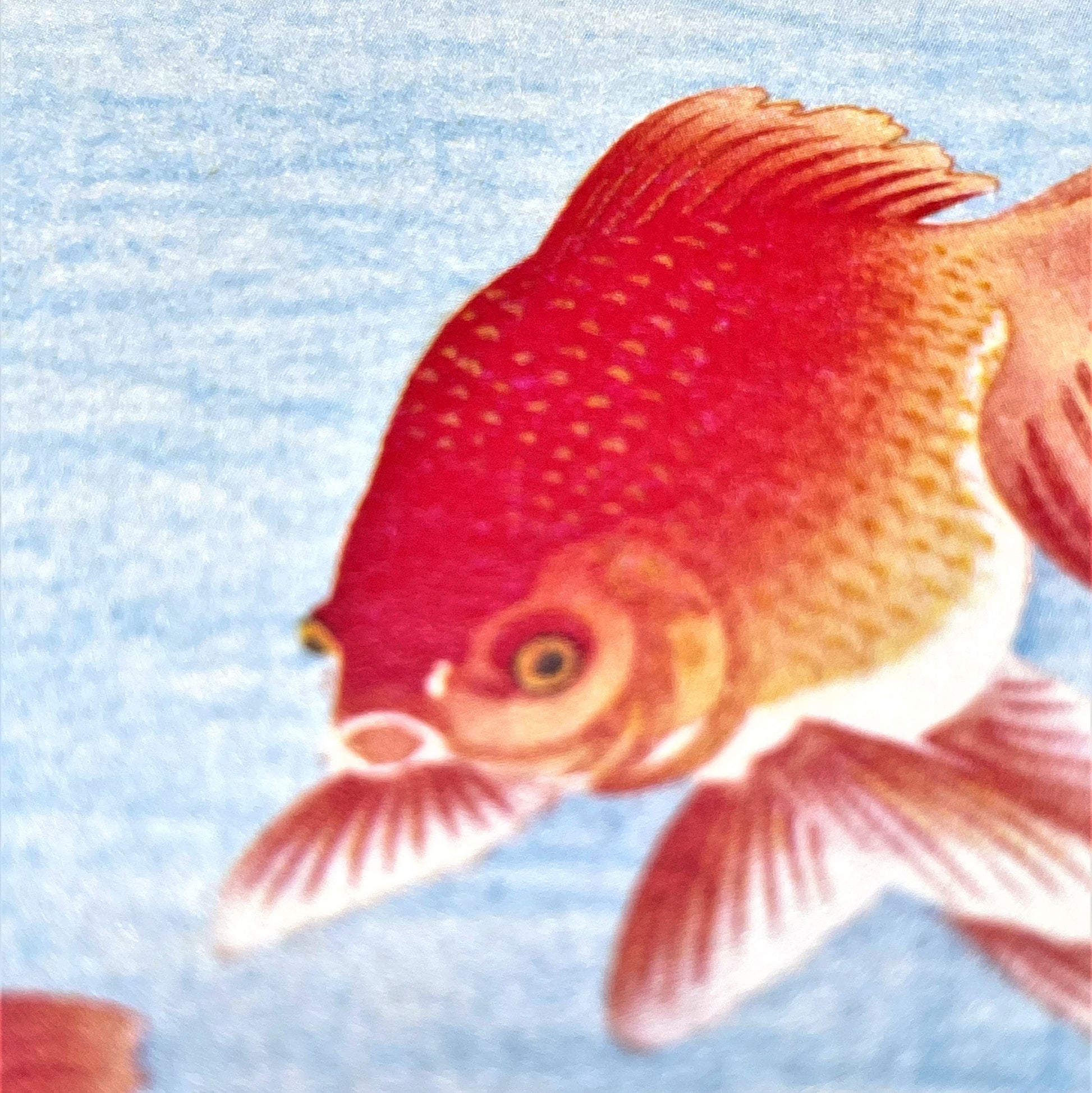greetings card showing a drawing of two orange goldfish swimming, close up of a goldfish