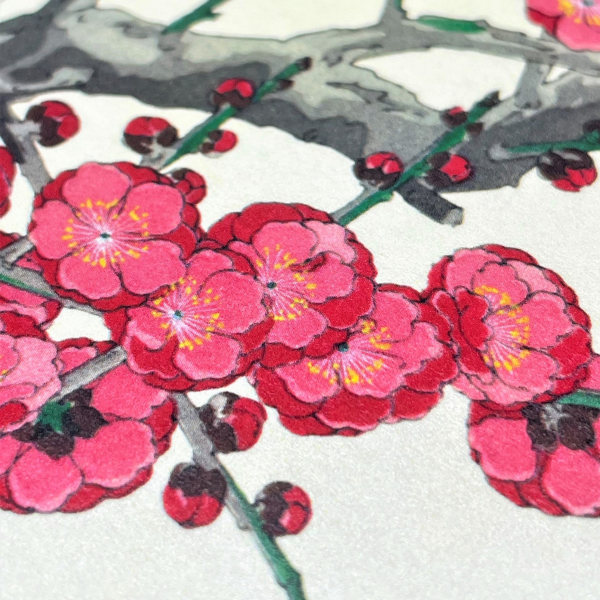 greetings card with a branch of deep pink plum blossom, close up of the blossom