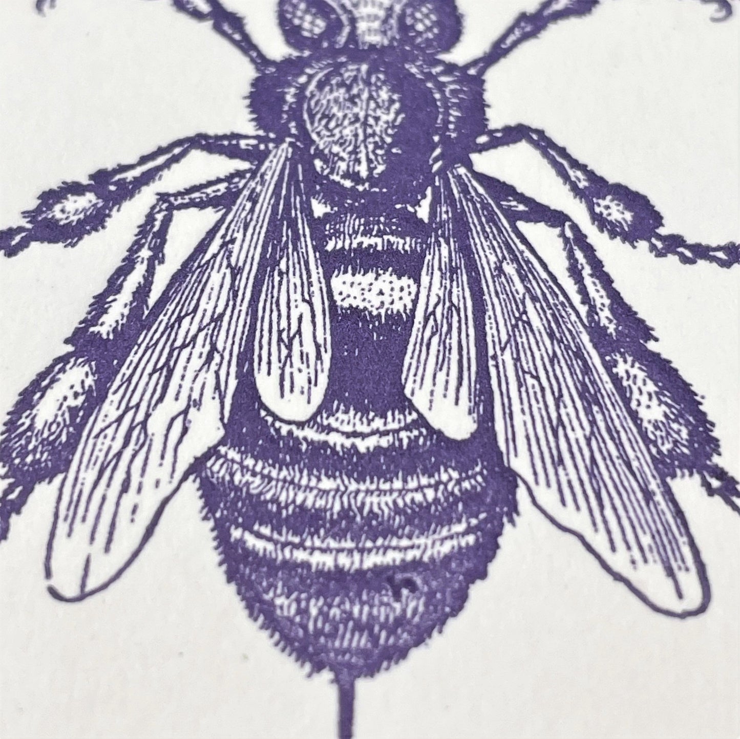 letterpress greetings card of a drawing of the anatomy of a bee, dark blue ink on white, close-up