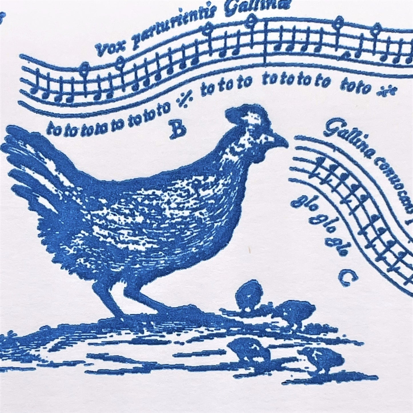 letterpress greetings card of a drawing of different song birds, blue ink on white, close-up
