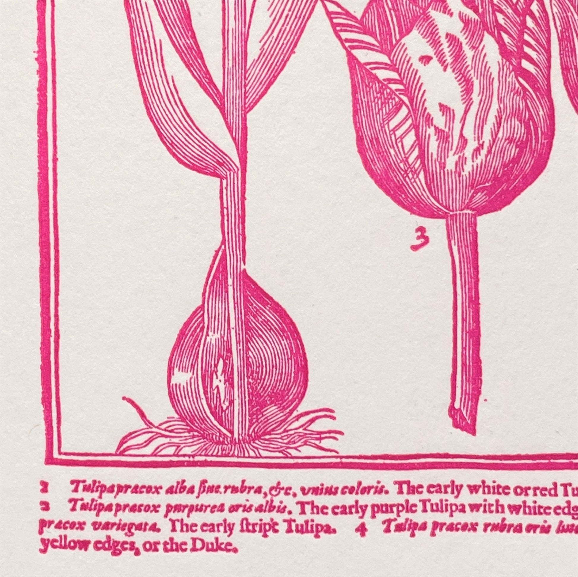 letterpress greetings card of a drawing of different tulips, pink ink on white, close-up