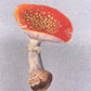greetings card with image of two fly agaric toadstools, soft blue backdrop, close-up