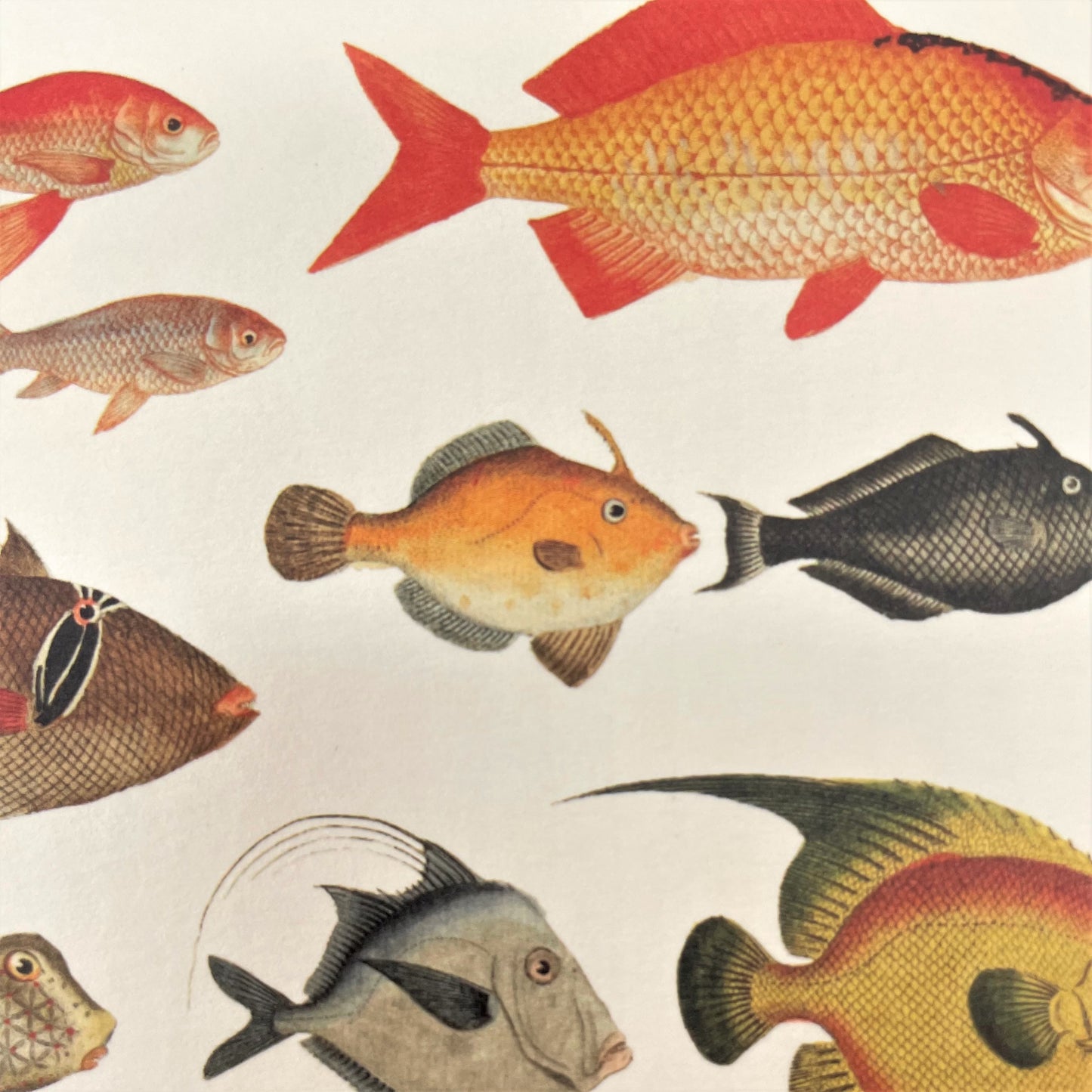 greetings card with drawings of different types of fish, close-up