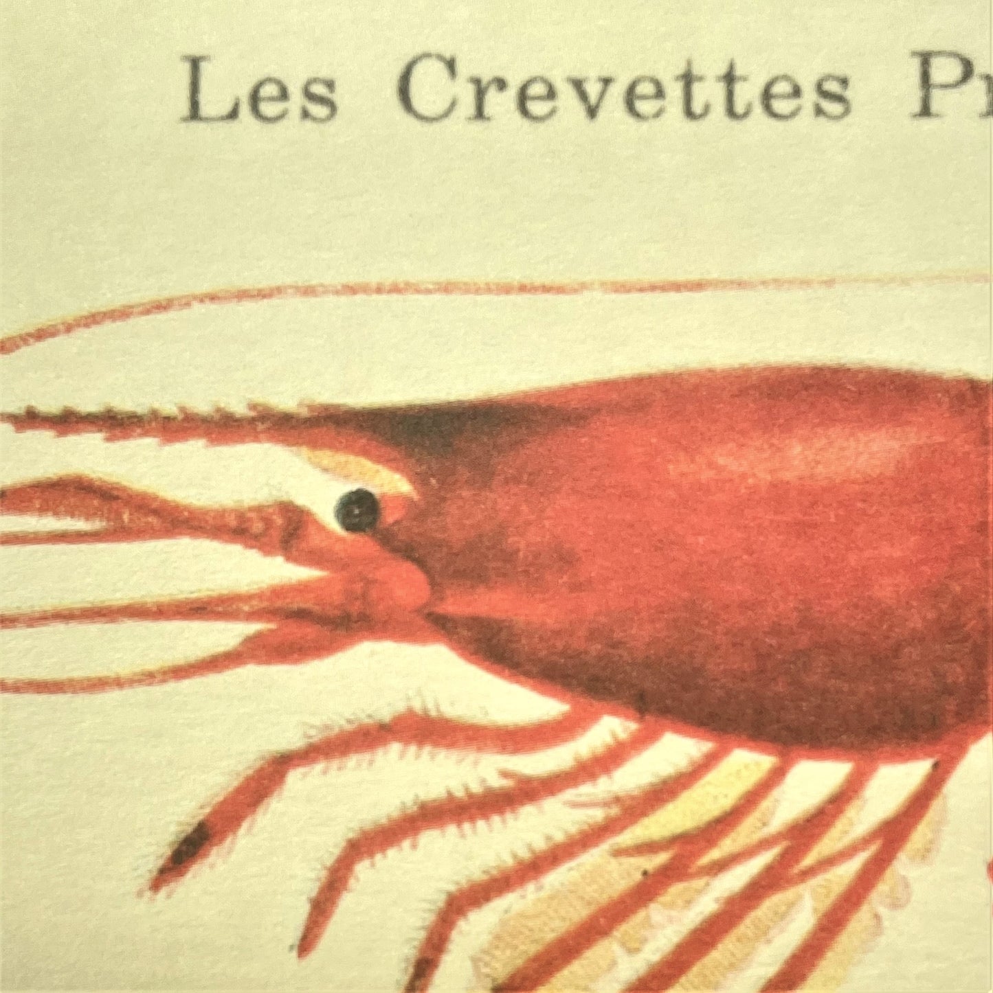 greetings card with image of three crevettes on dark ivory backdrop, close-up