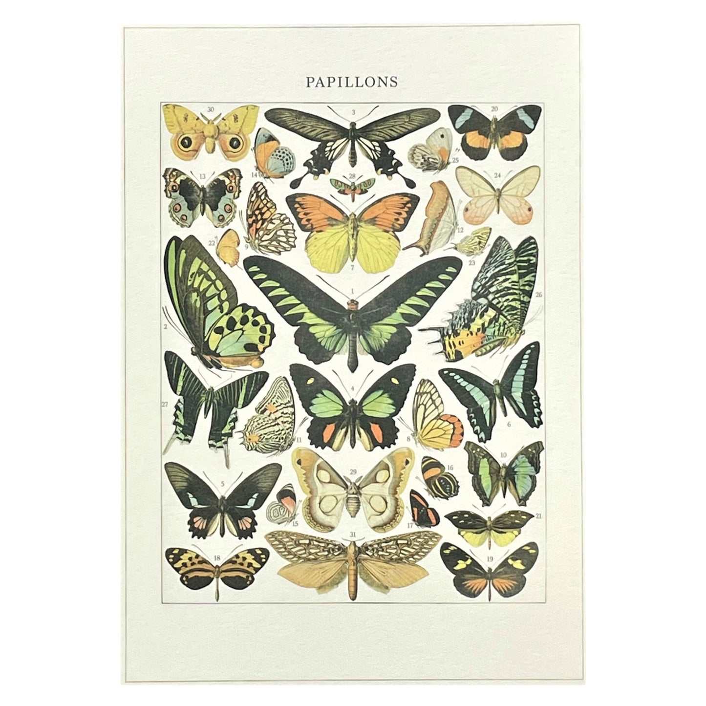 greetings card with drawing of many species of colourful butterflies by the Pattern Book