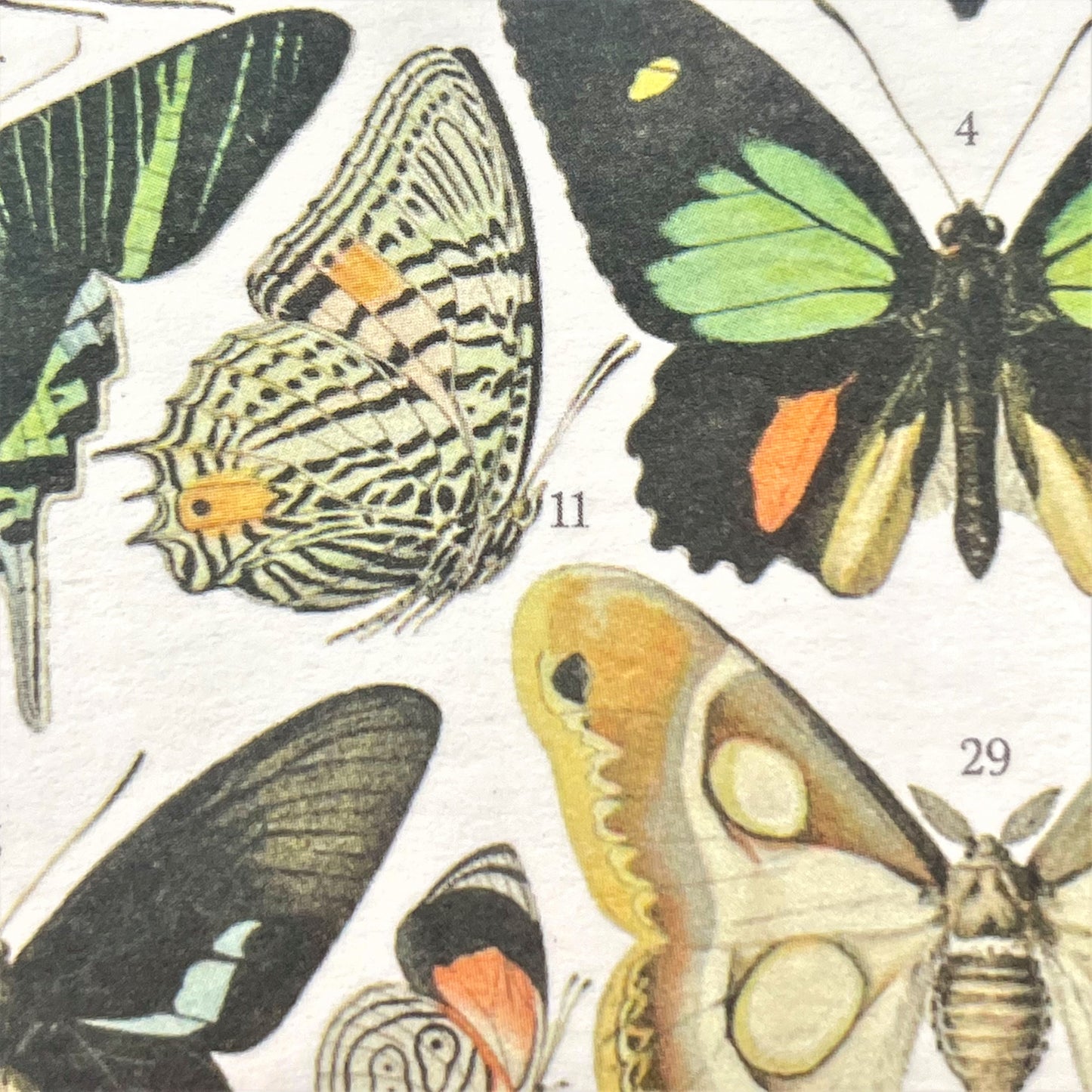 greetings card with drawing of many species of colourful butterflies, close-up