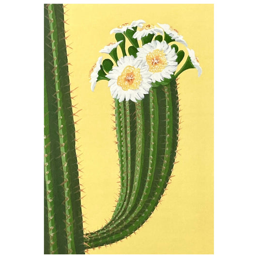 greetings card with botanical drawing of a cactus with white flowers with a yellow backdrop by Stengun Drawings