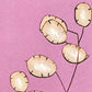 greetings card with botanical drawing of a stem of honesty seed heads with pink backdrop by Stengun Drawings